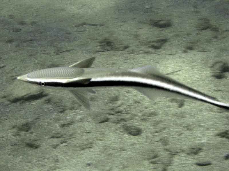 MANGROVE 07  2008 128.jpg